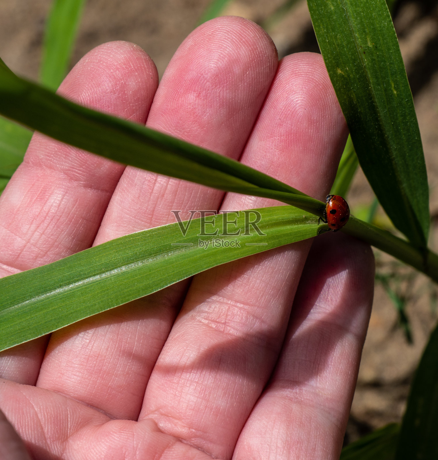 手拿瓢虫和草照片摄影图片