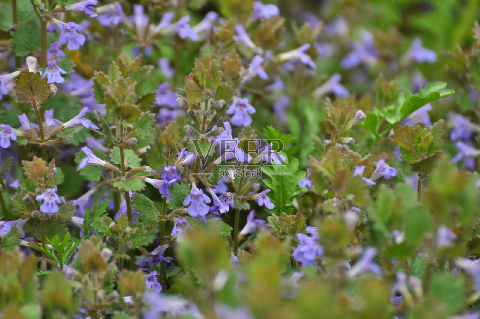 春天，野胶在大自然中开花照片摄影图片