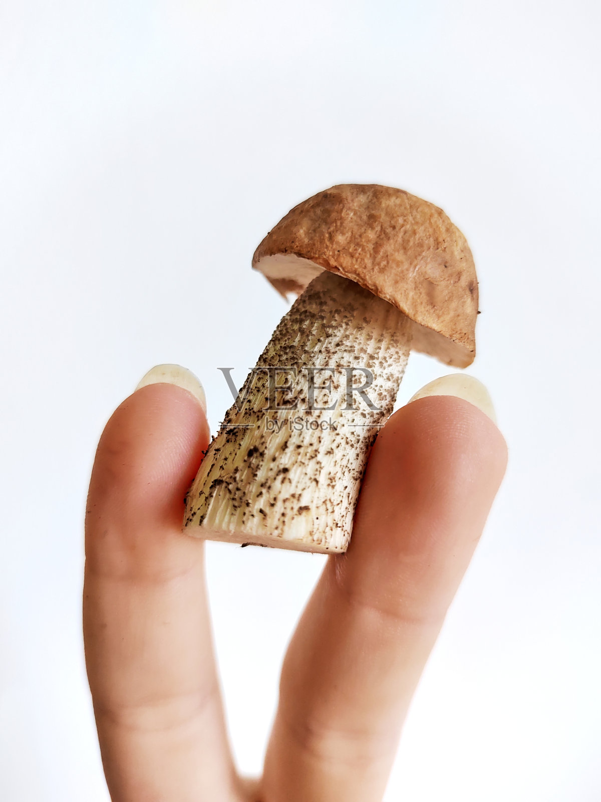 新鲜的白桦蘑菇一手放在白色的背景上照片摄影图片