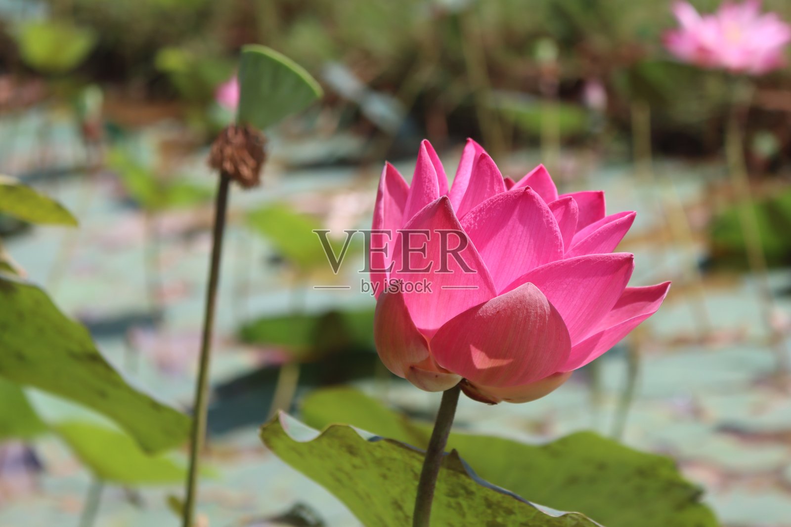 莲花照片摄影图片