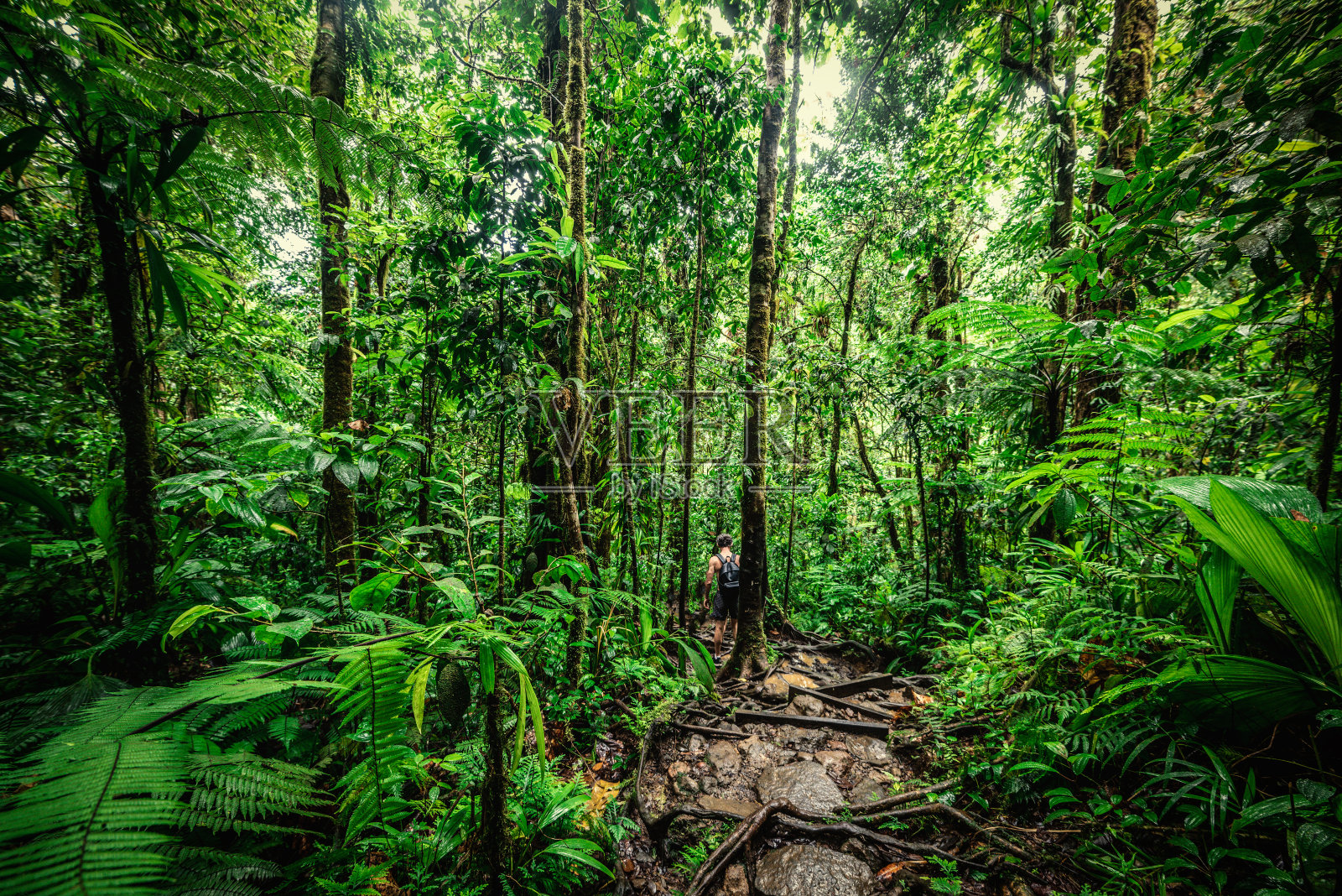 一个人在Basse Terre丛林照片摄影图片