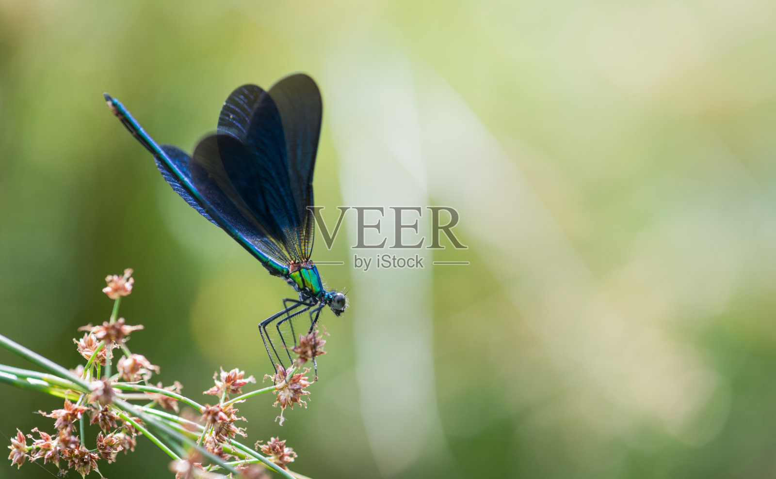 条形小仙女凤仙花照片摄影图片