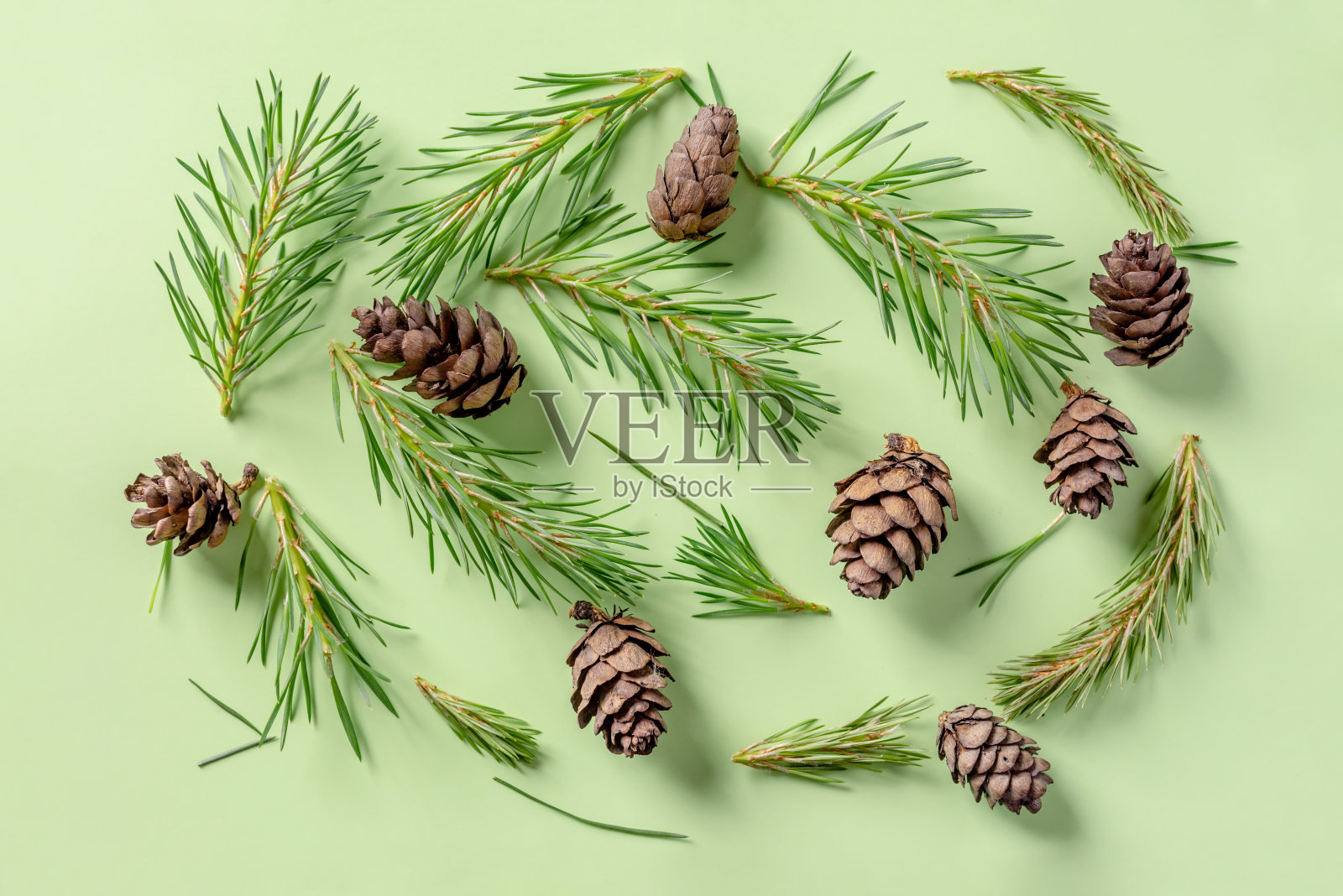 针叶树在绿色背景上的球果和针叶照片摄影图片