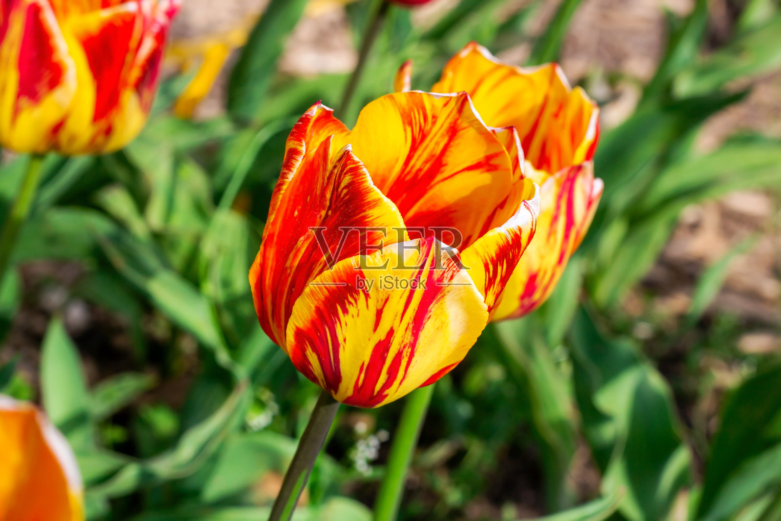 春天，鲜艳的红色、橙色和黄色郁金香在田野上盛开照片摄影图片