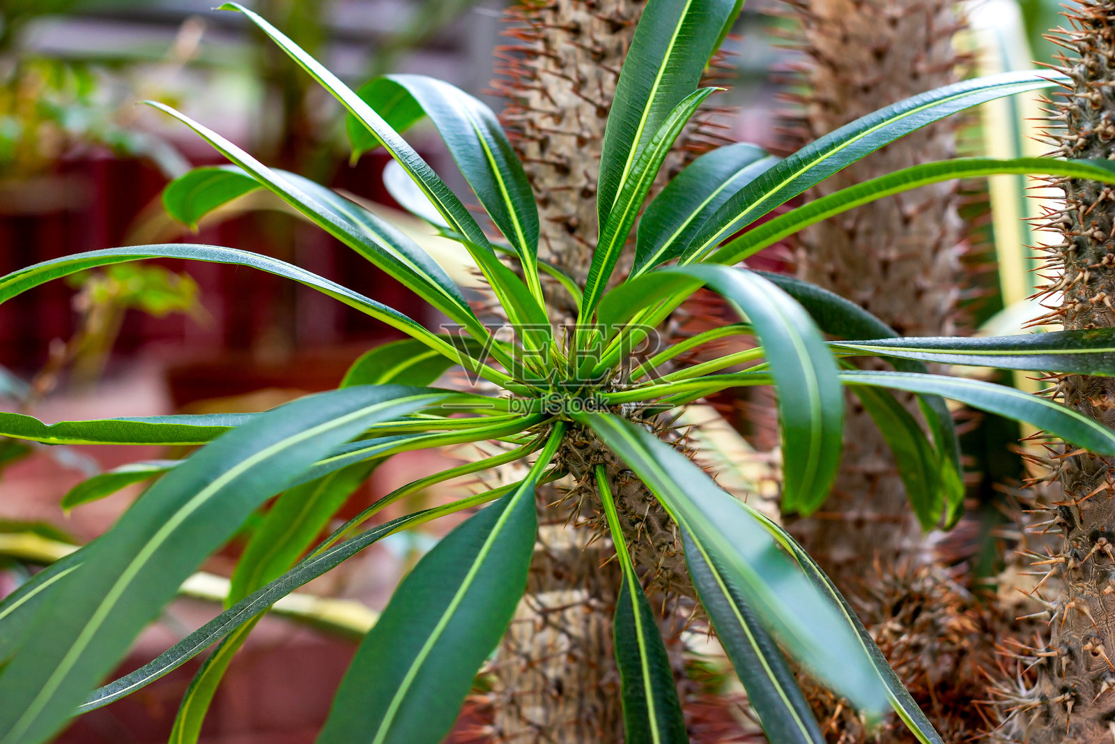 绿色的马达加斯加棕榈(Pachypodium Lamerei Drake)在夏天的花园里长着带刺的茎照片摄影图片