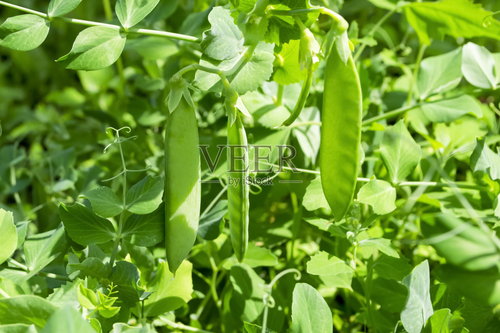 青豆挂在灌木丛上。花园里的绿豌豆荚。鲜艳的绿色灌木。夏天的健康豆类。照片摄影图片
