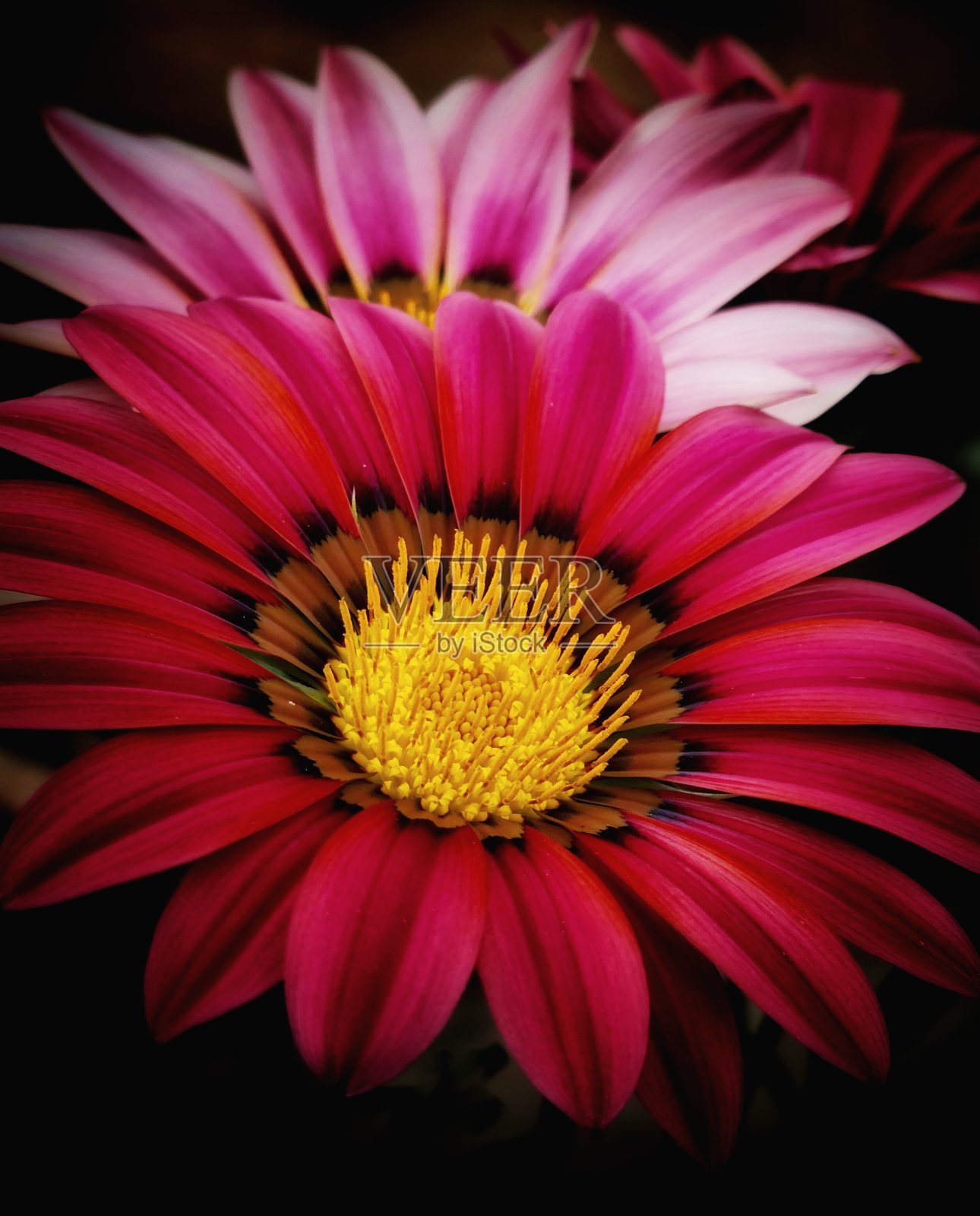 原产地的花照片摄影图片