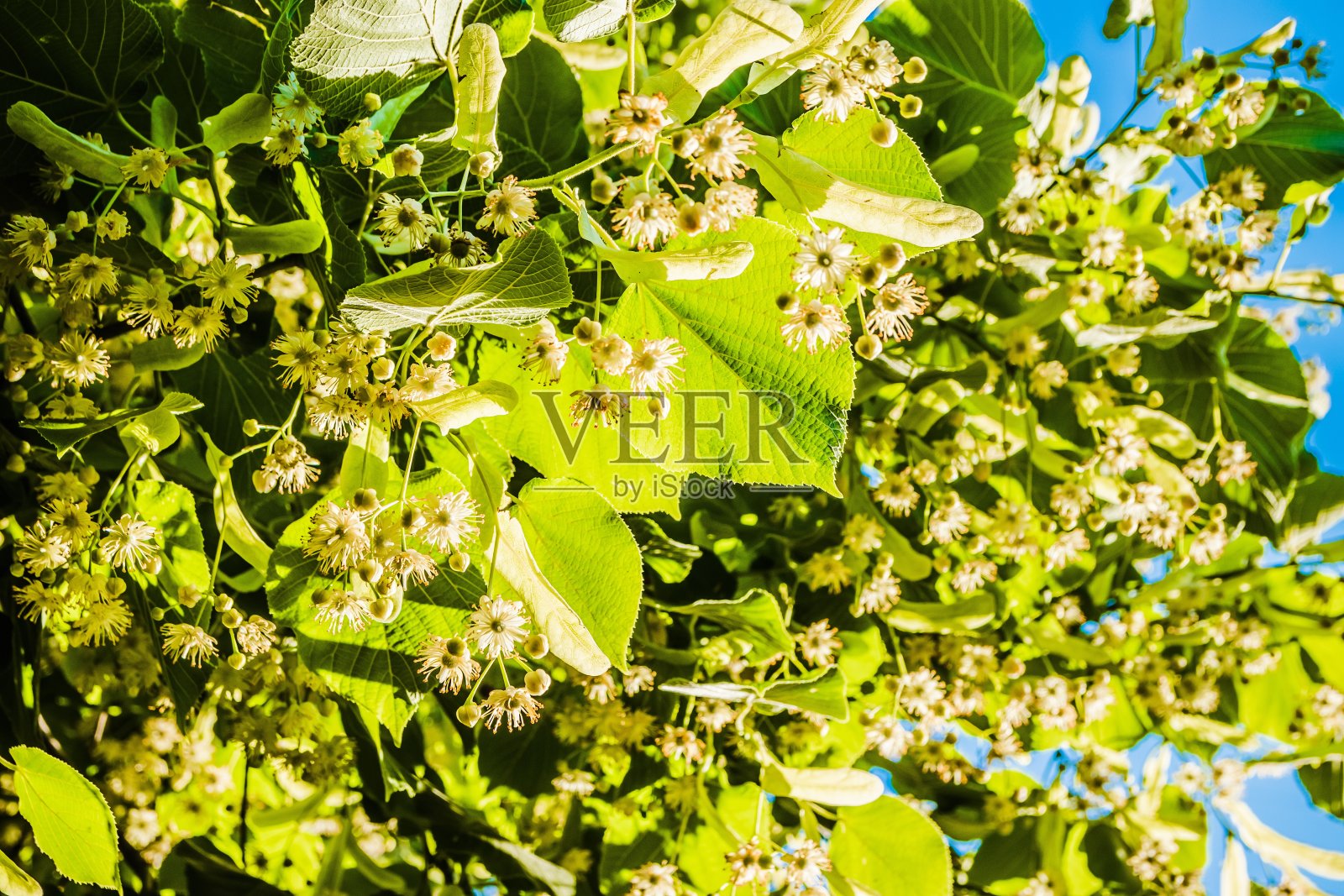 白色的菩提树花在绿叶的背景下。花开花树椴木，用于配制疗愈茶，自然背景，春意盎然。照片摄影图片