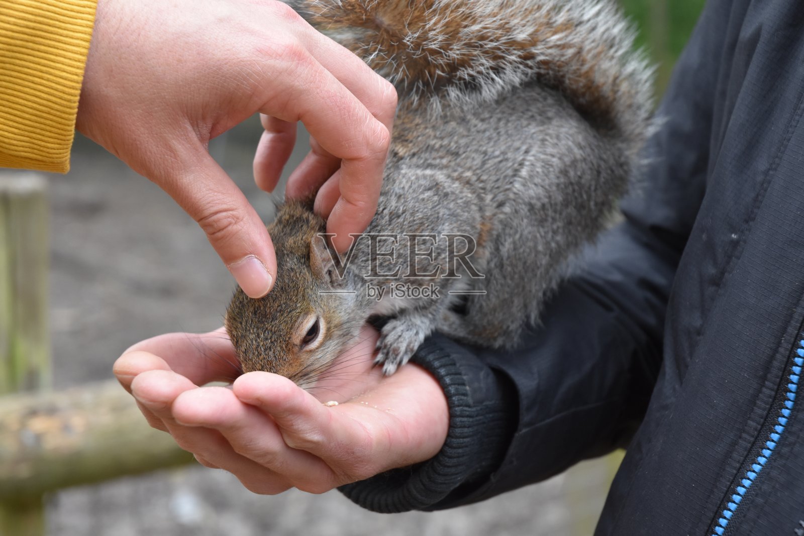 喂养一个松鼠照片摄影图片