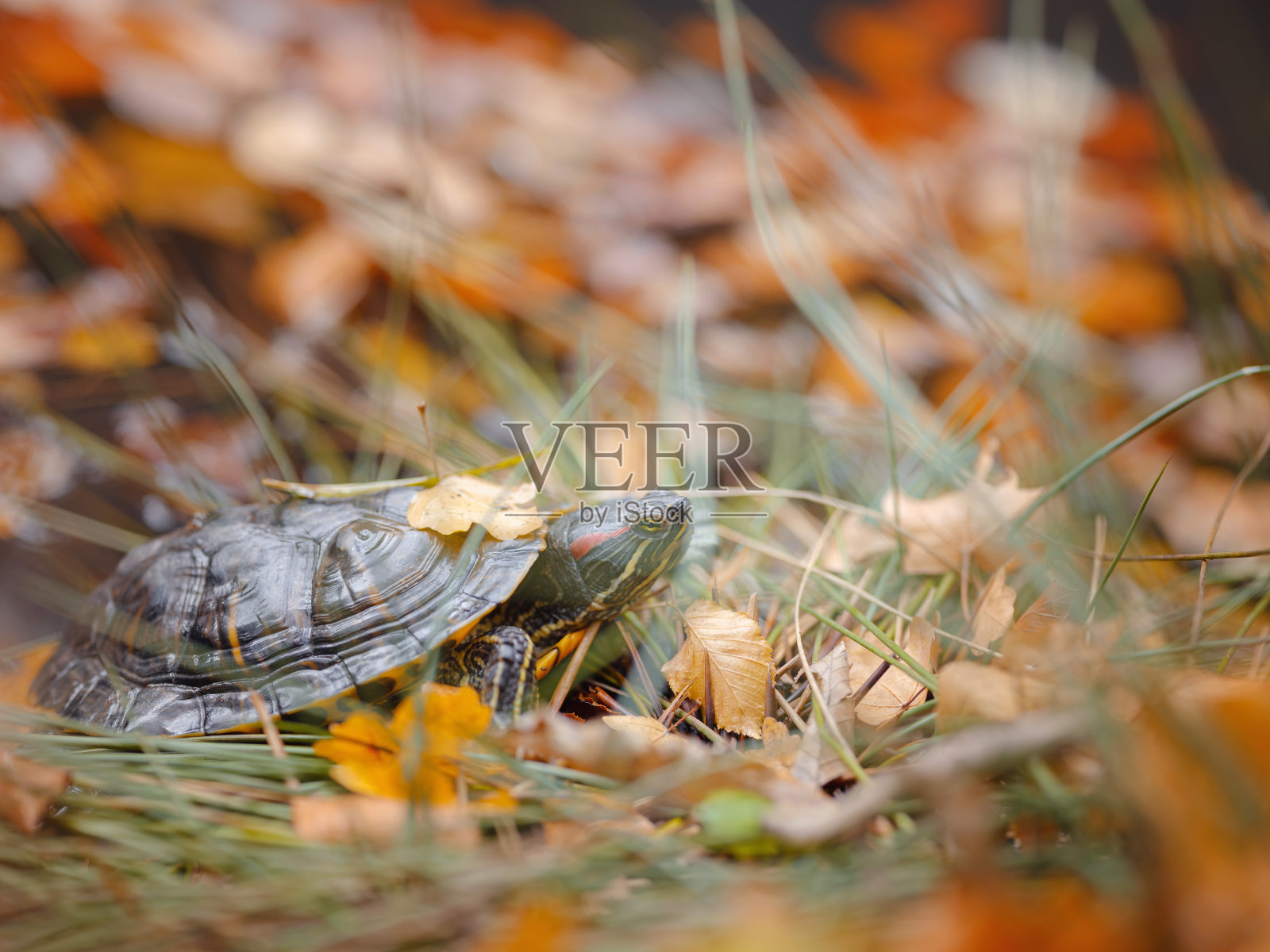 小乌龟爬过落叶照片摄影图片