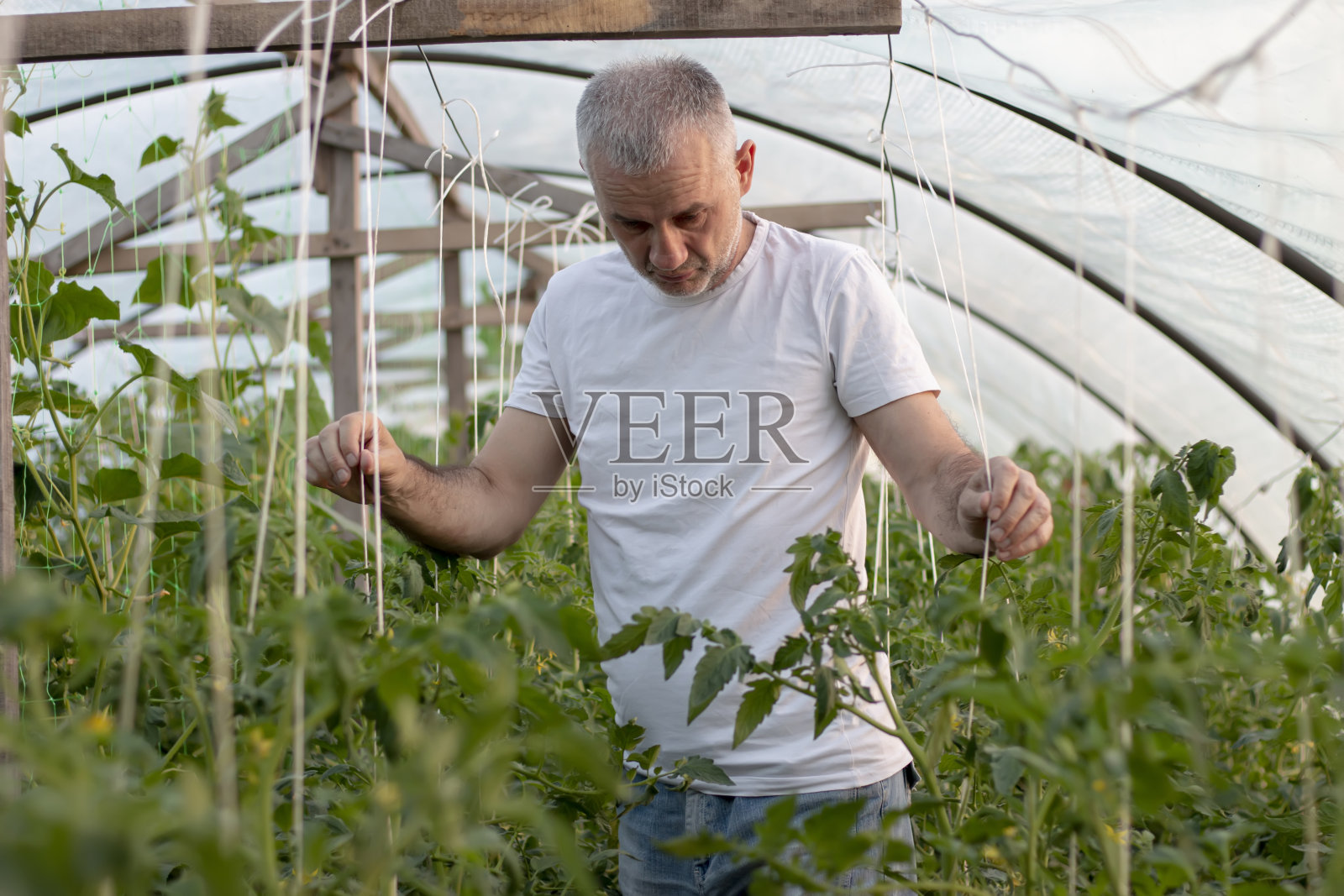 一个在菜园里工作的成熟男人。盛开的时间。照片摄影图片