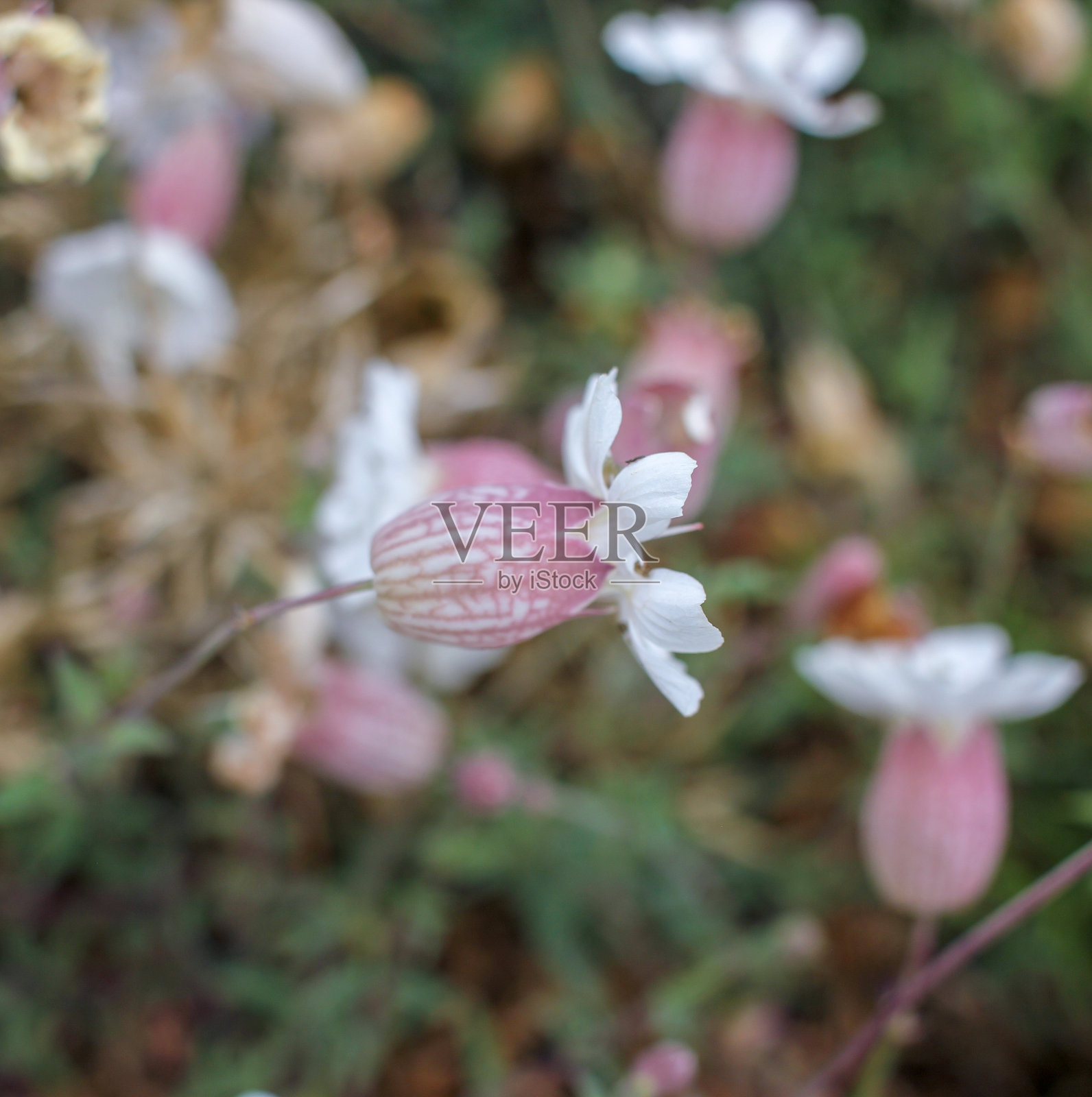 美丽而谦逊的野花照片摄影图片
