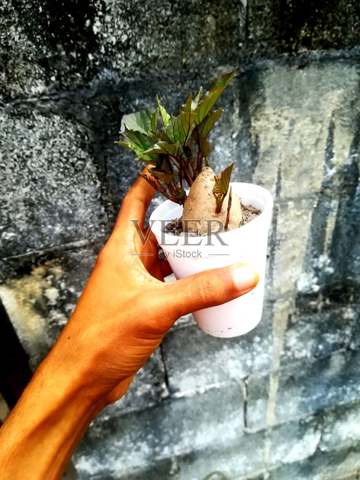 年轻的红薯照片摄影图片