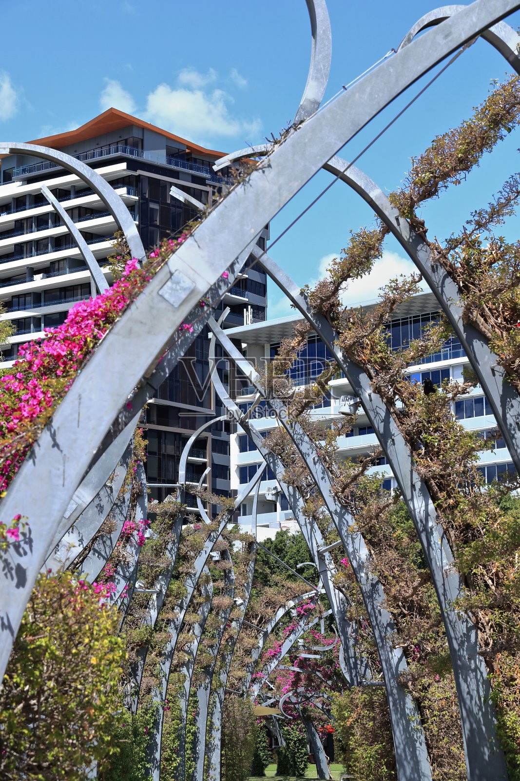 南岸公园Grand Arbour人行道：澳大利亚布里斯班的公里长 canopy照片摄影图片