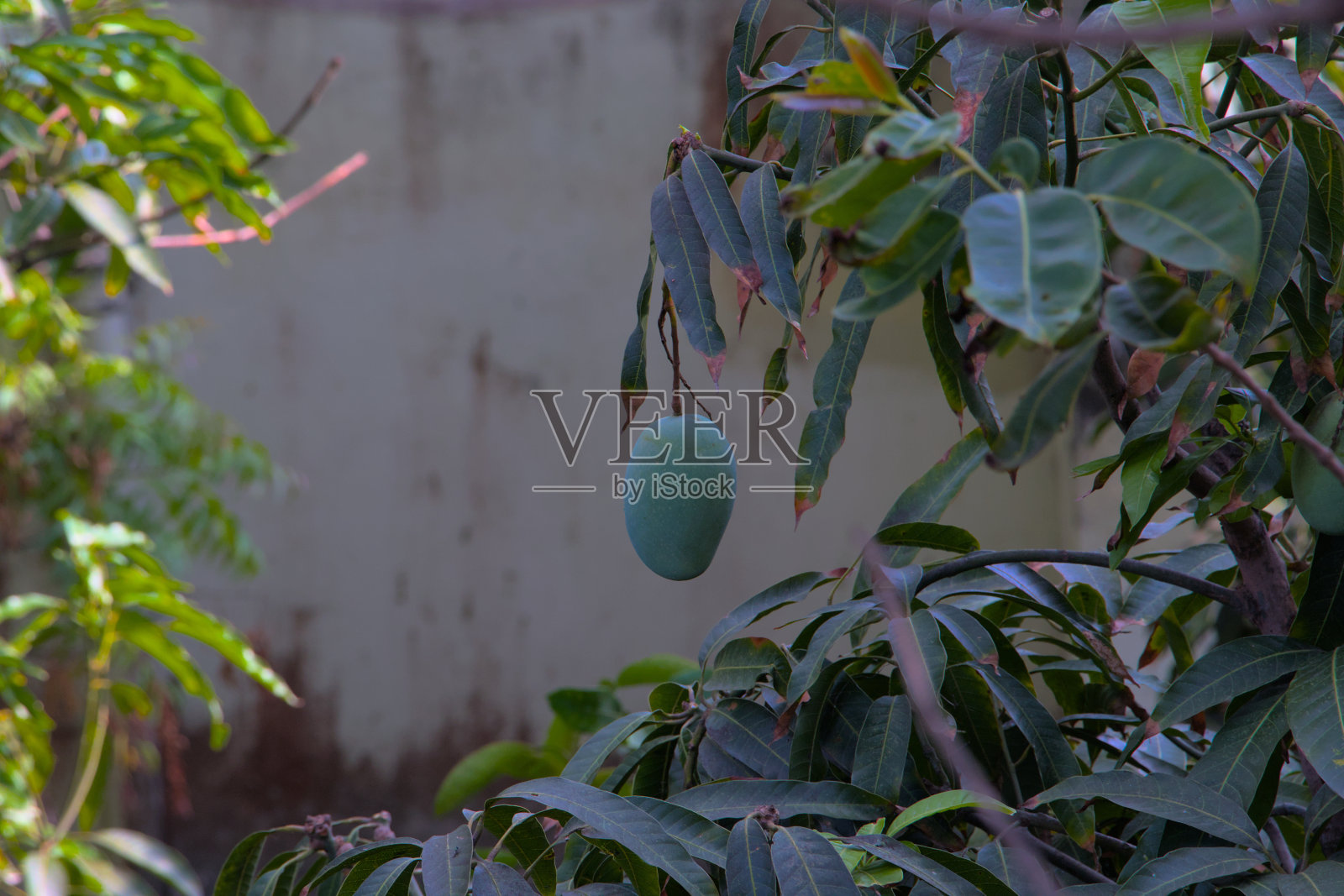 芒果悬挂在树上照片摄影图片