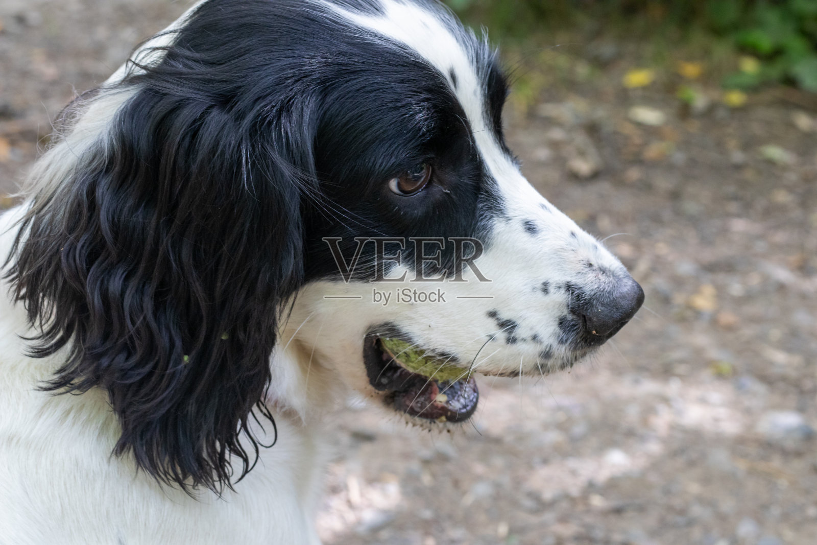 施普林格西班牙猎犬与球在嘴靠近照片摄影图片