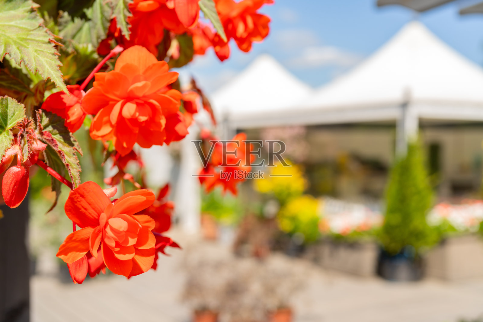 种苗出售。照片摄影图片