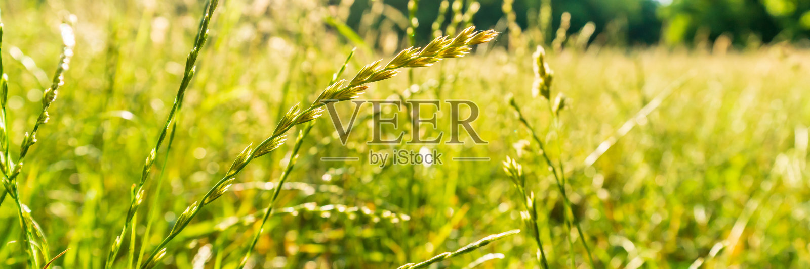 粮食照片摄影图片