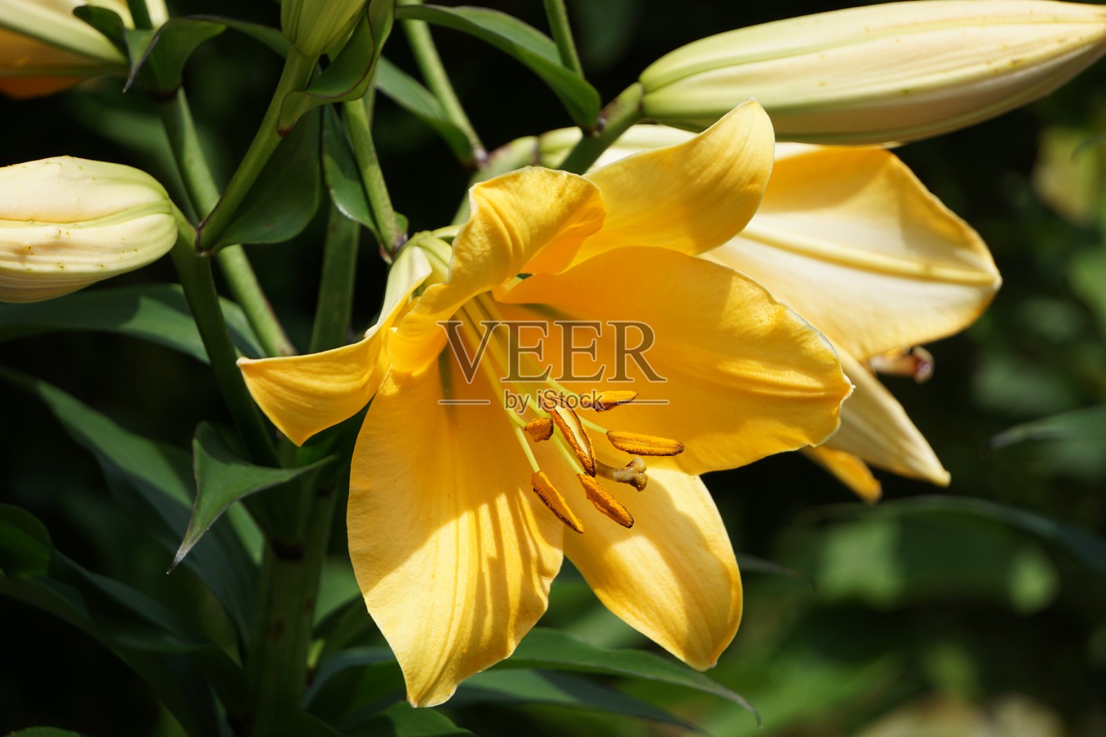 黄色花朵的全帧镜头照片摄影图片