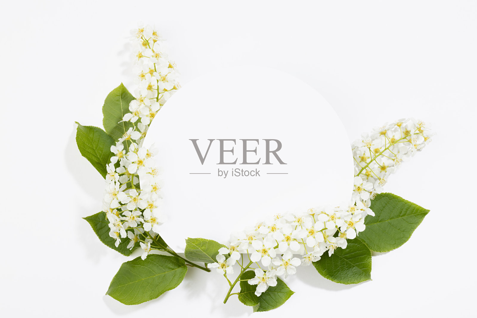 白色半圆形空白卡为文字模型与白色的鸟樱花，绿叶翱翔在白色的背景。婚礼花卉背景广告，品牌标识，贺卡，设计。照片摄影图片