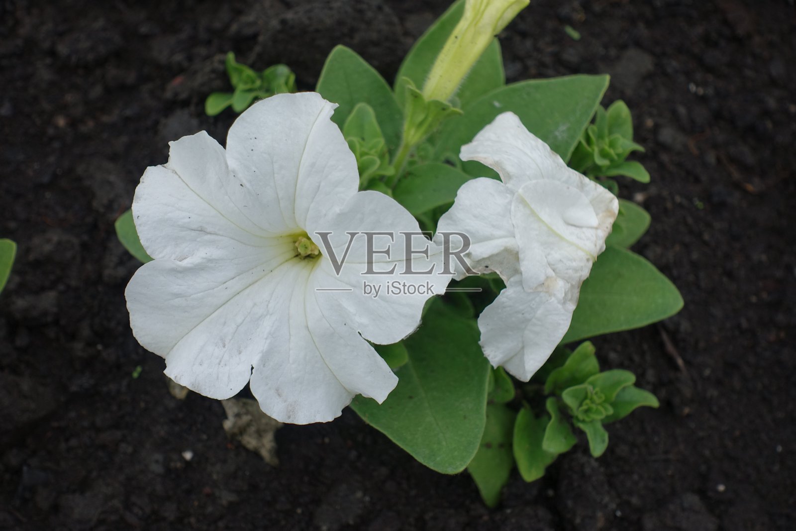 5月，矮牵牛花的两朵白花的近景照片摄影图片