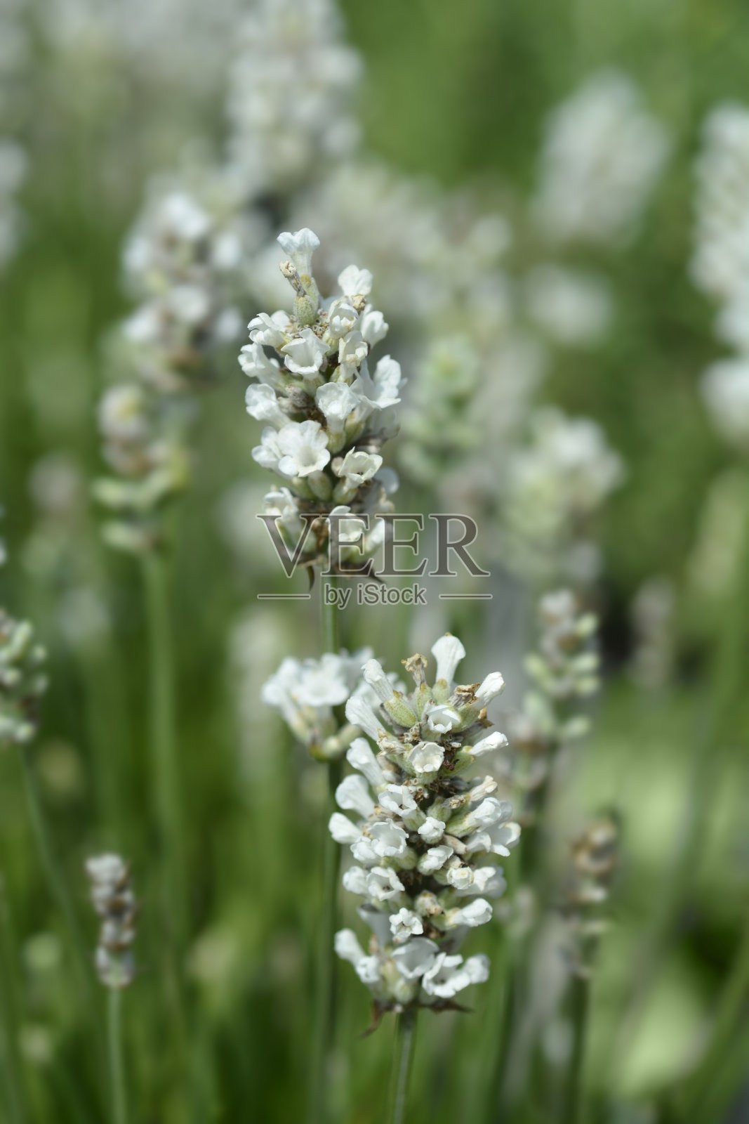 常见的薰衣草照片摄影图片