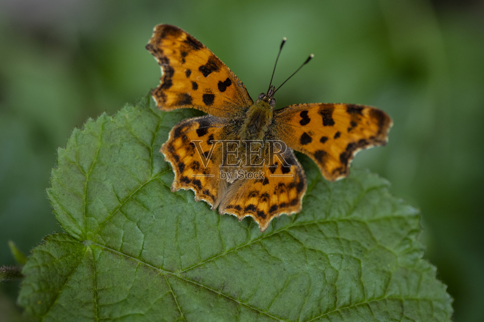 植物上蝴蝶特写镜头照片摄影图片