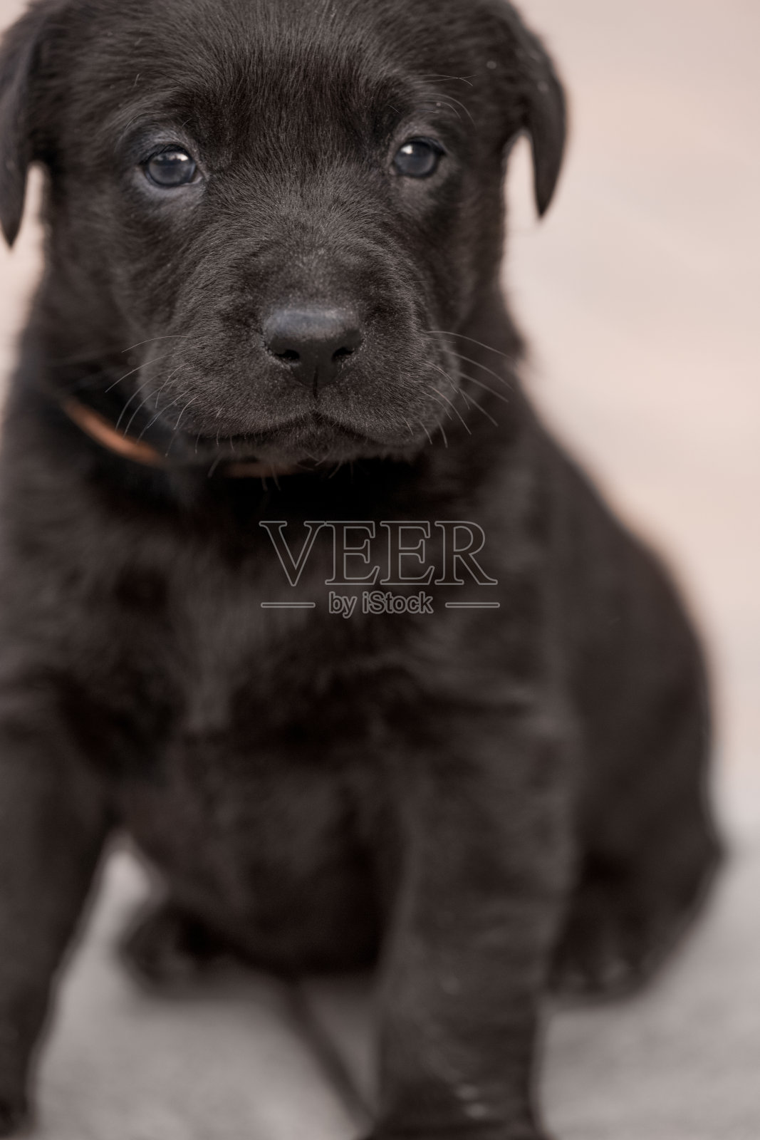 小狗照片摄影图片