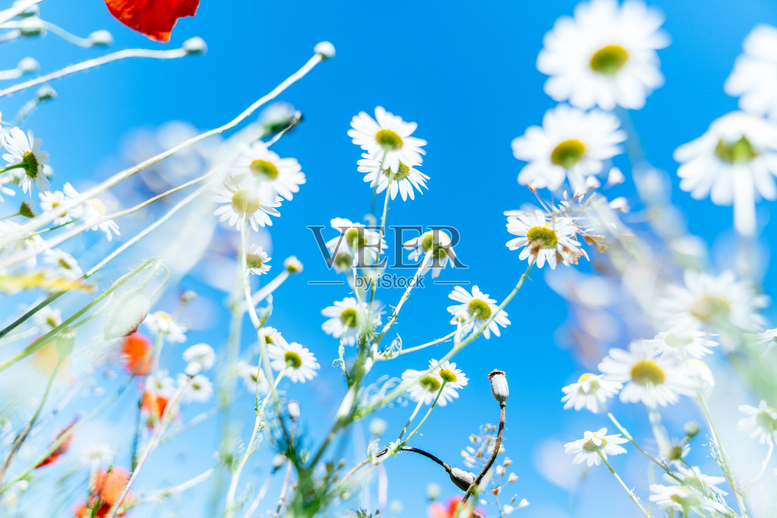 一片雏菊地。照片摄影图片