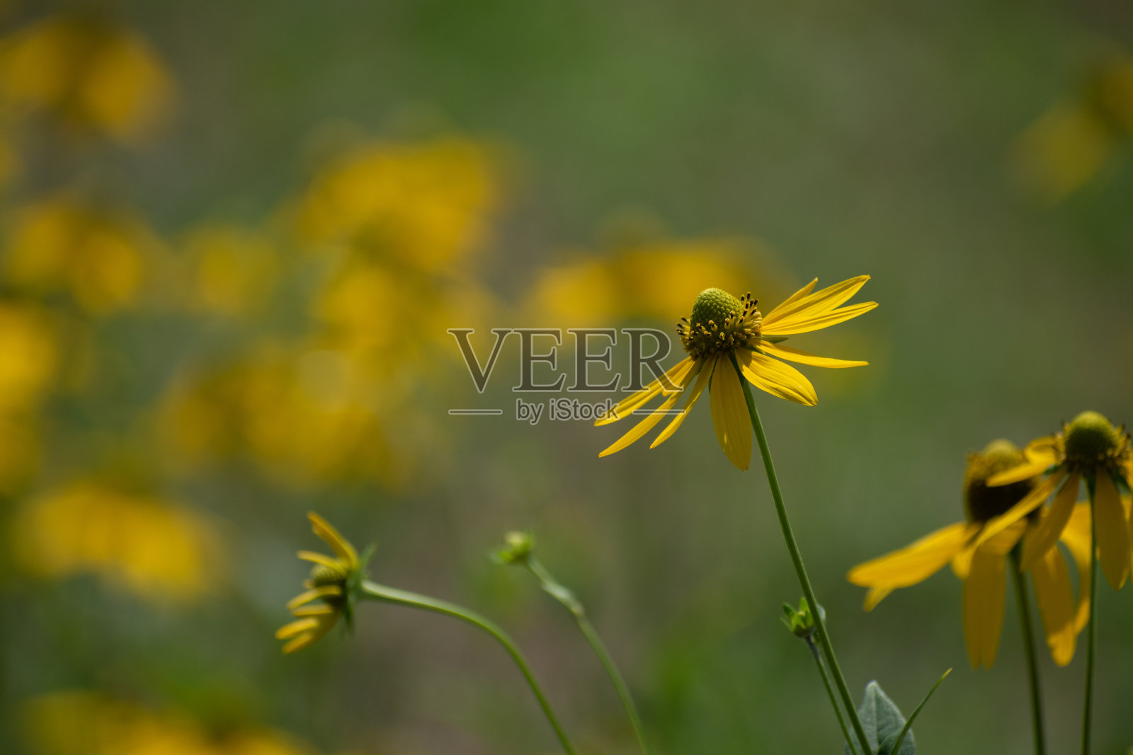 夏日田野里黄色的花朵照片摄影图片