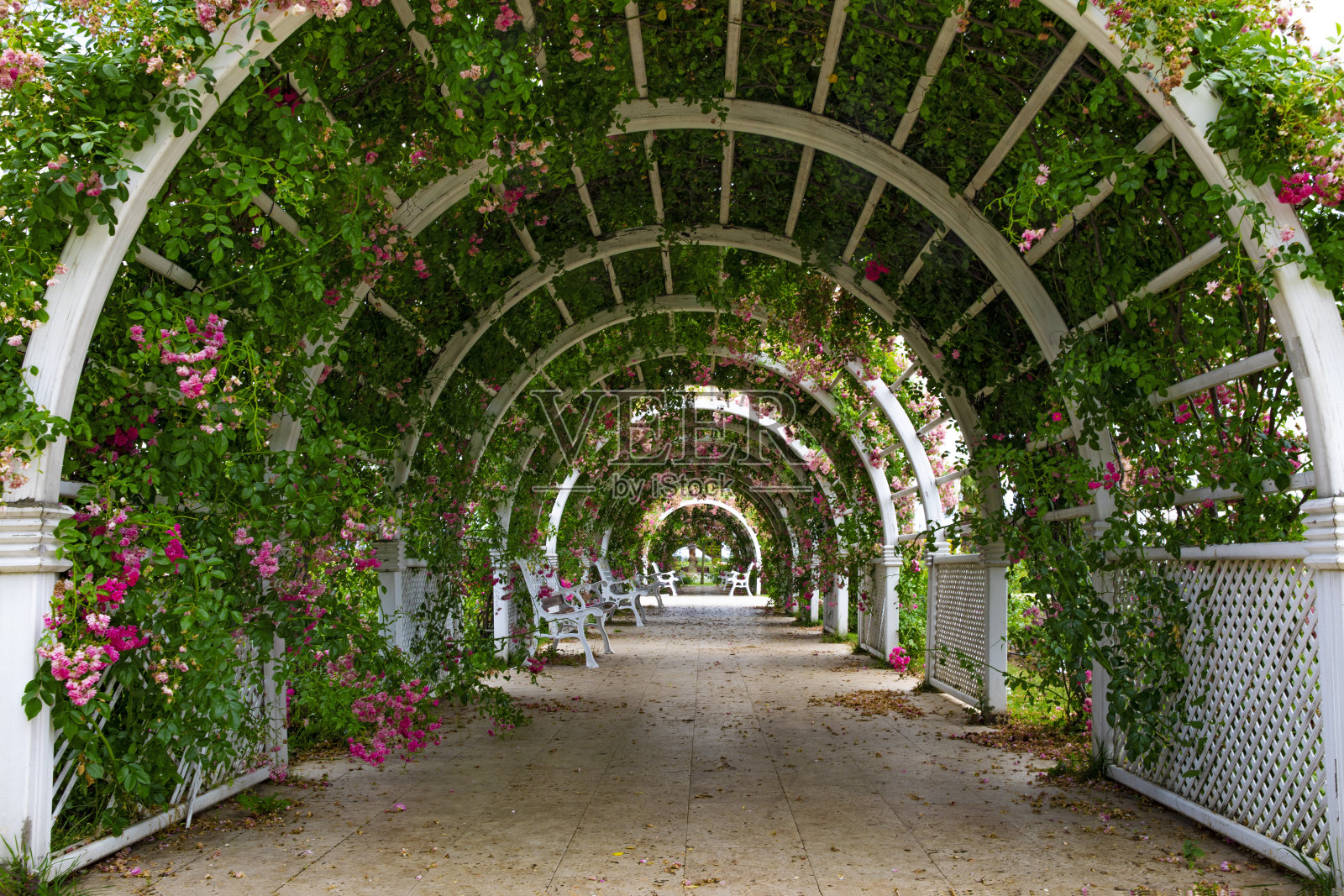 花隧道照片摄影图片