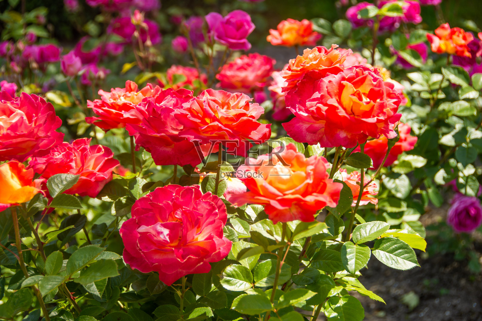 外面的公园里开着大朵的红橙玫瑰。照片摄影图片