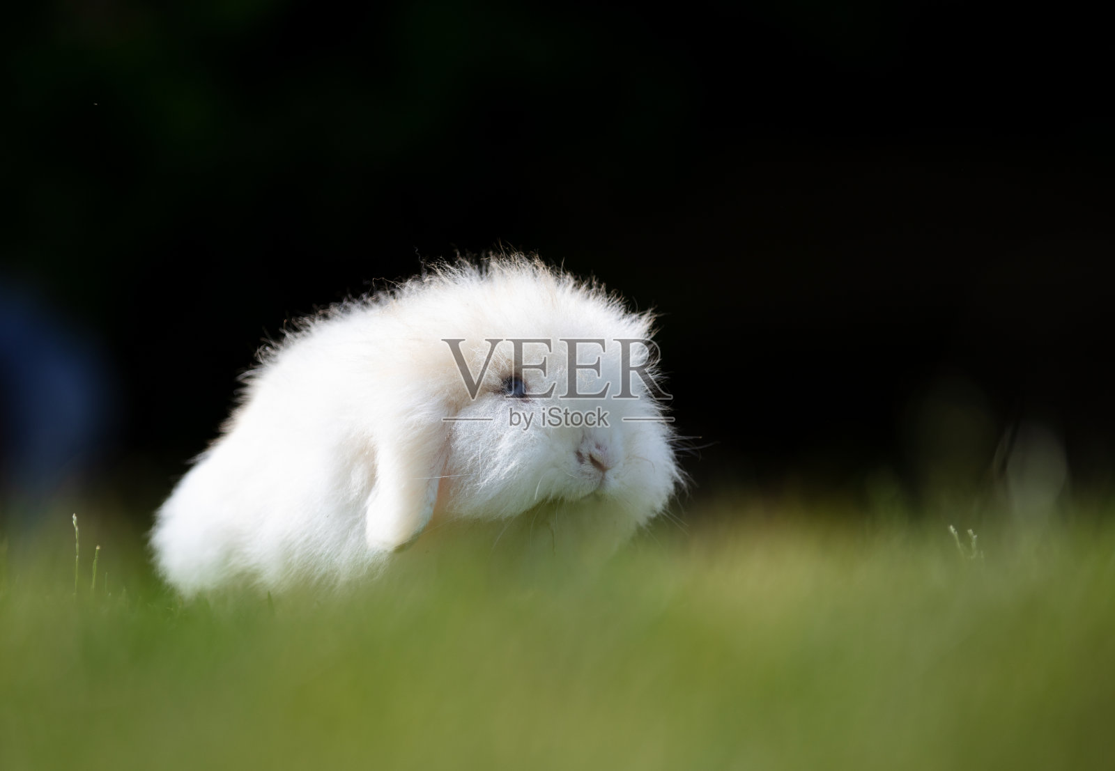 荷兰垂耳兔照片摄影图片