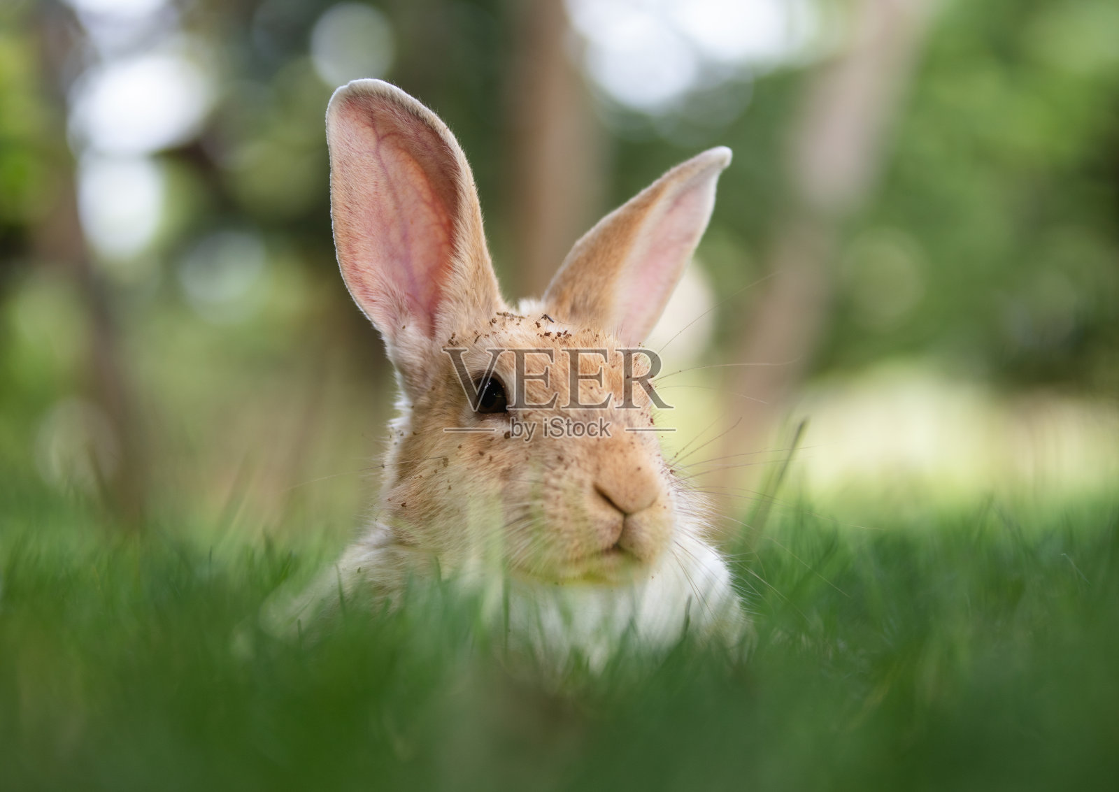 大头兔子照片摄影图片