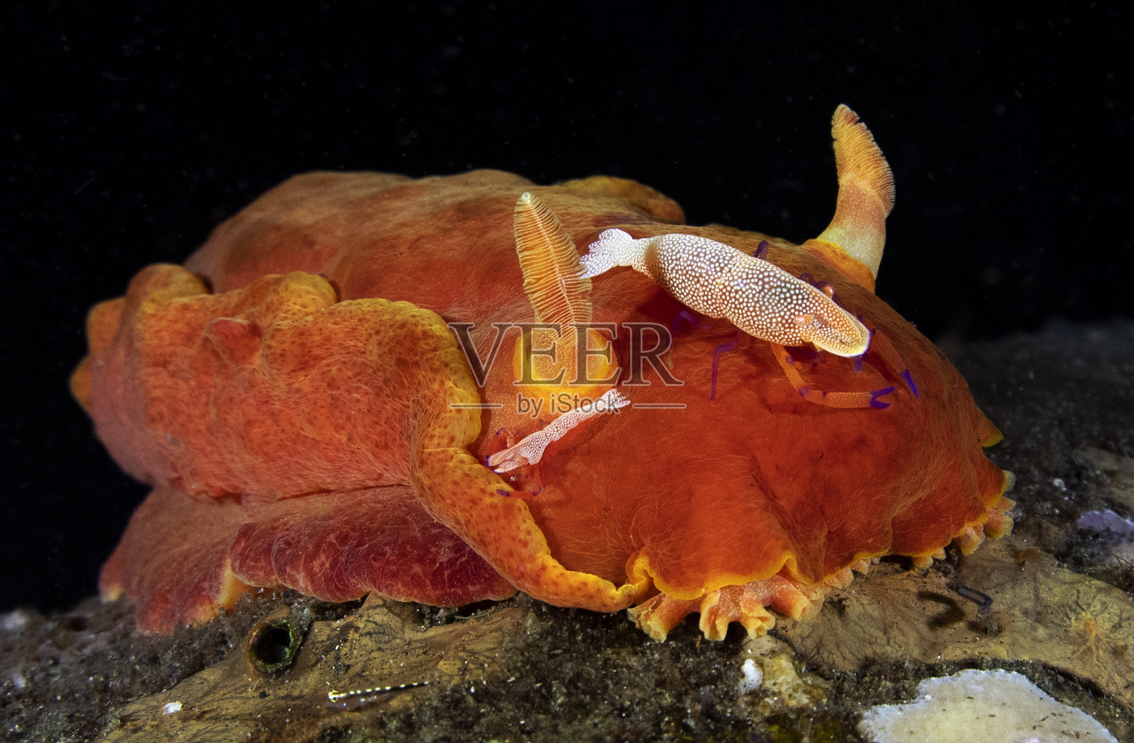 水下宏照片摄影图片