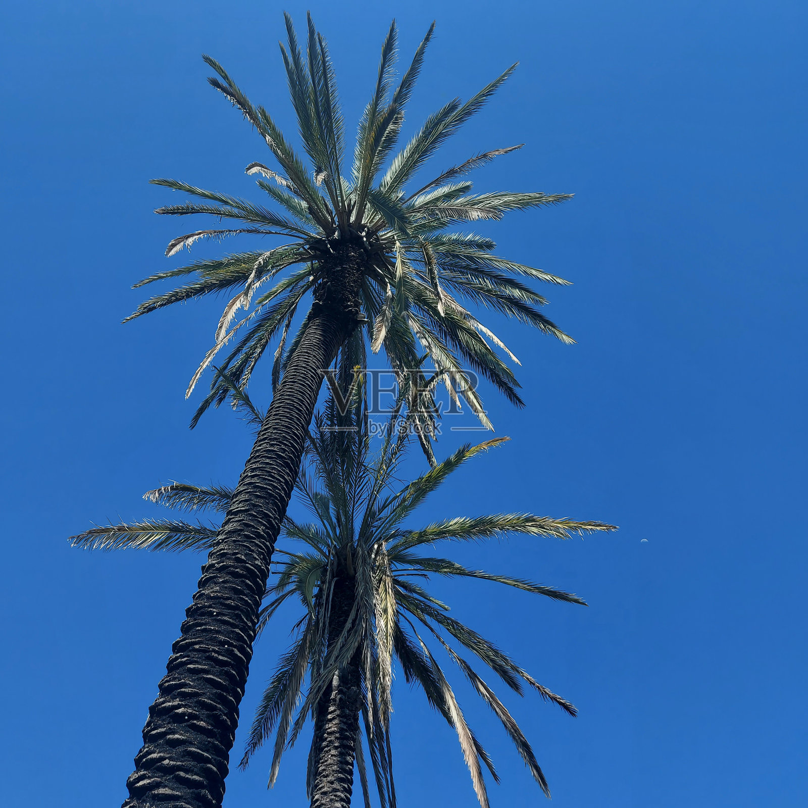 棕榈树和蓝天照片摄影图片