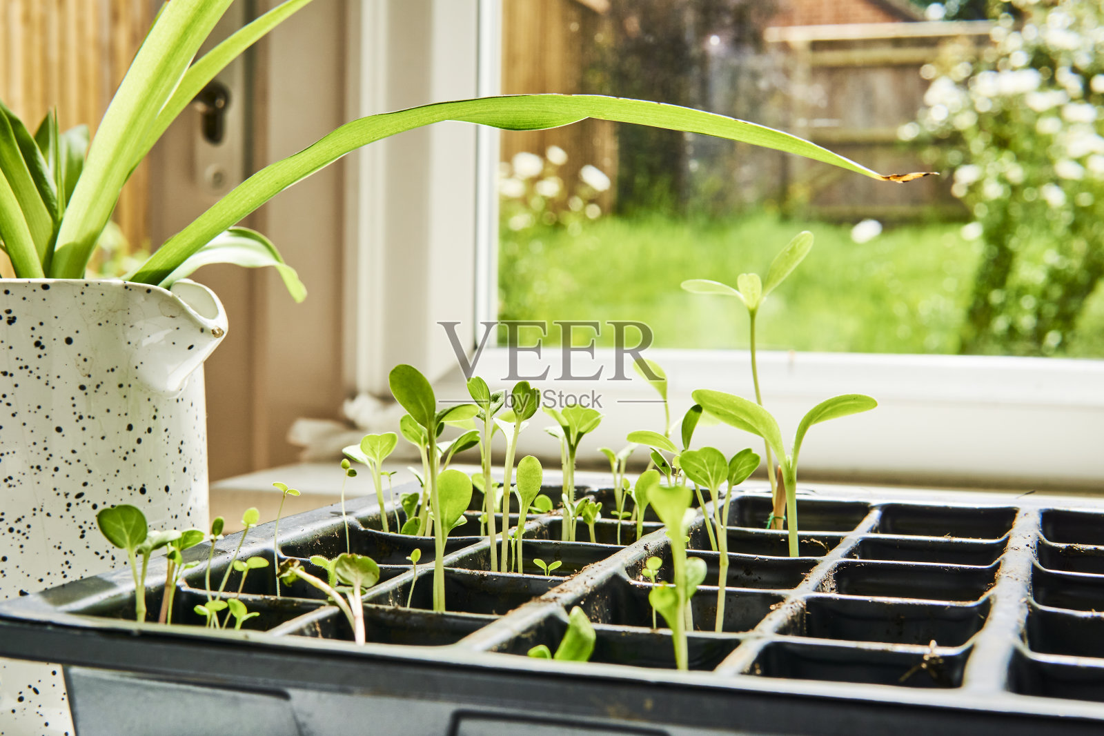 在繁殖托盘中种植幼苗照片摄影图片