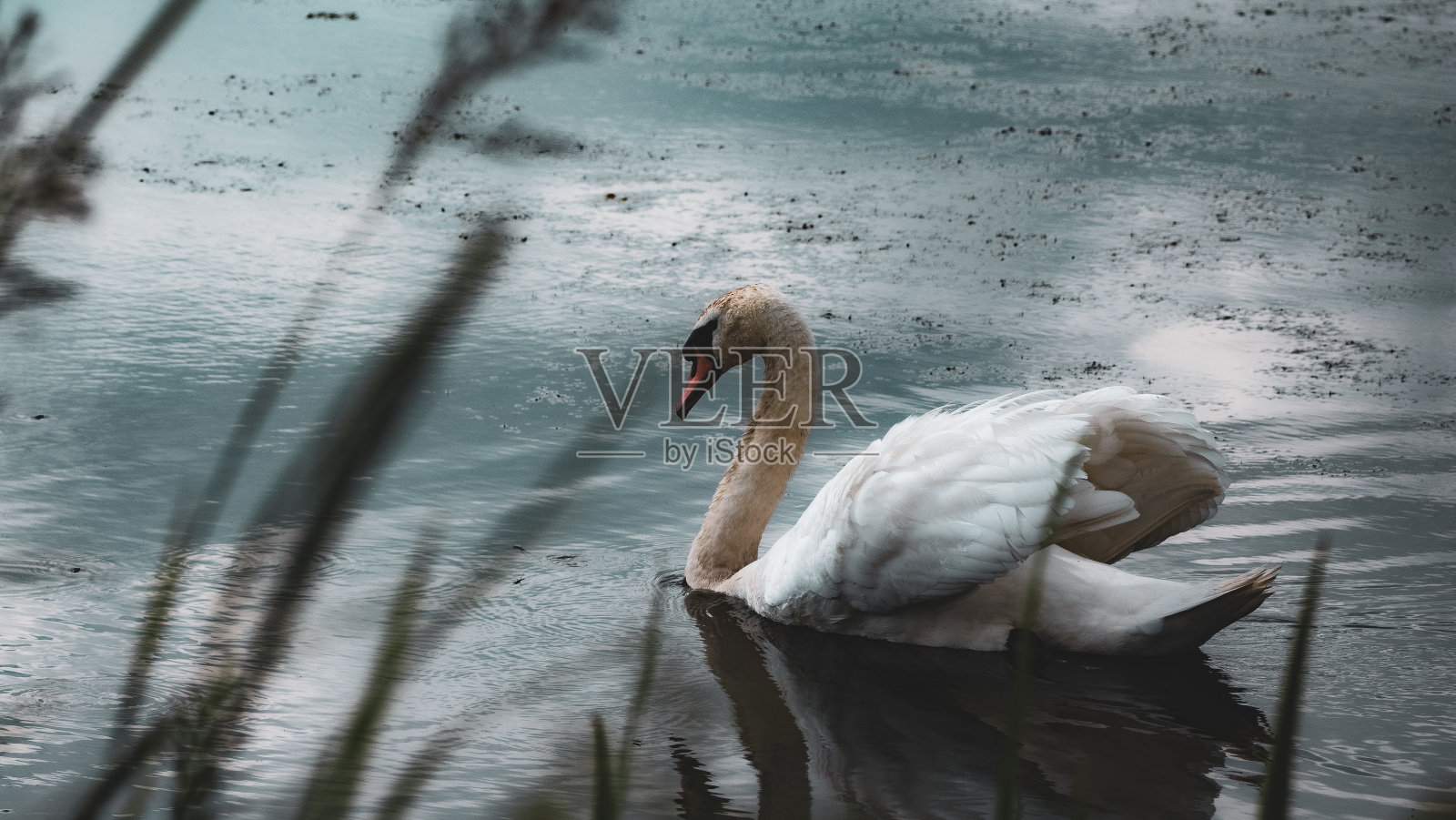 湖上的白天鹅照片摄影图片
