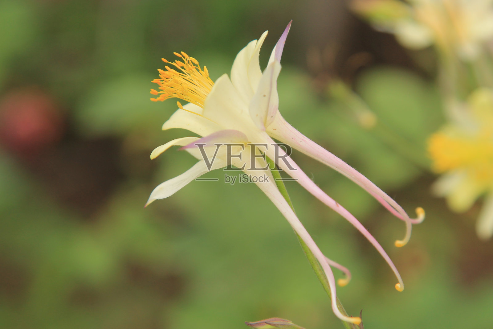 春天的金色科伦拜恩照片摄影图片