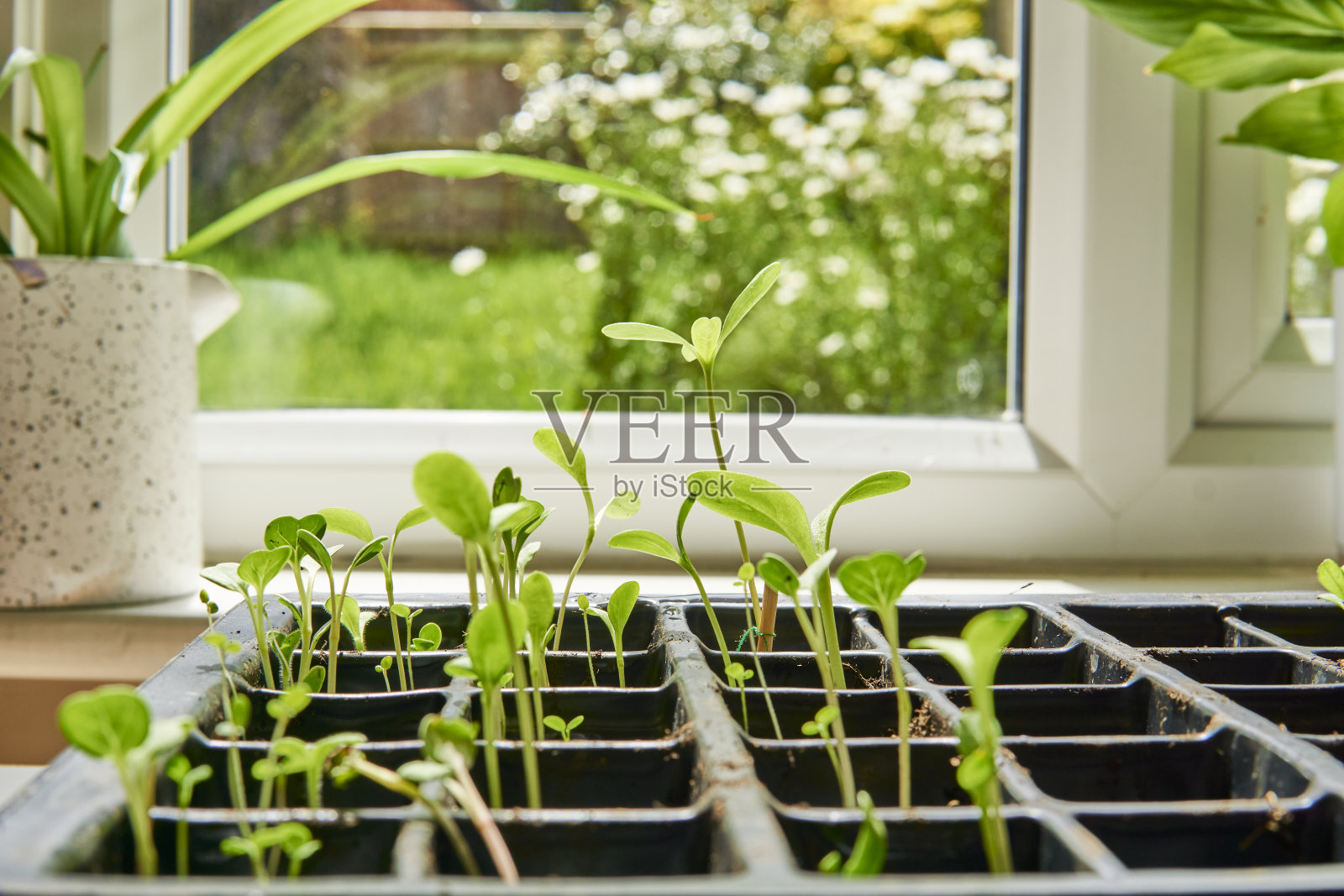 在繁殖托盘中种植幼苗照片摄影图片
