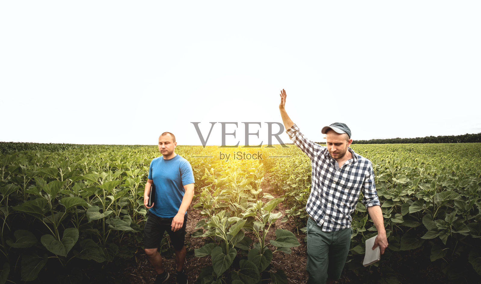 两个农民在种向日葵的农田里。农学家和农民检查潜在产量照片摄影图片