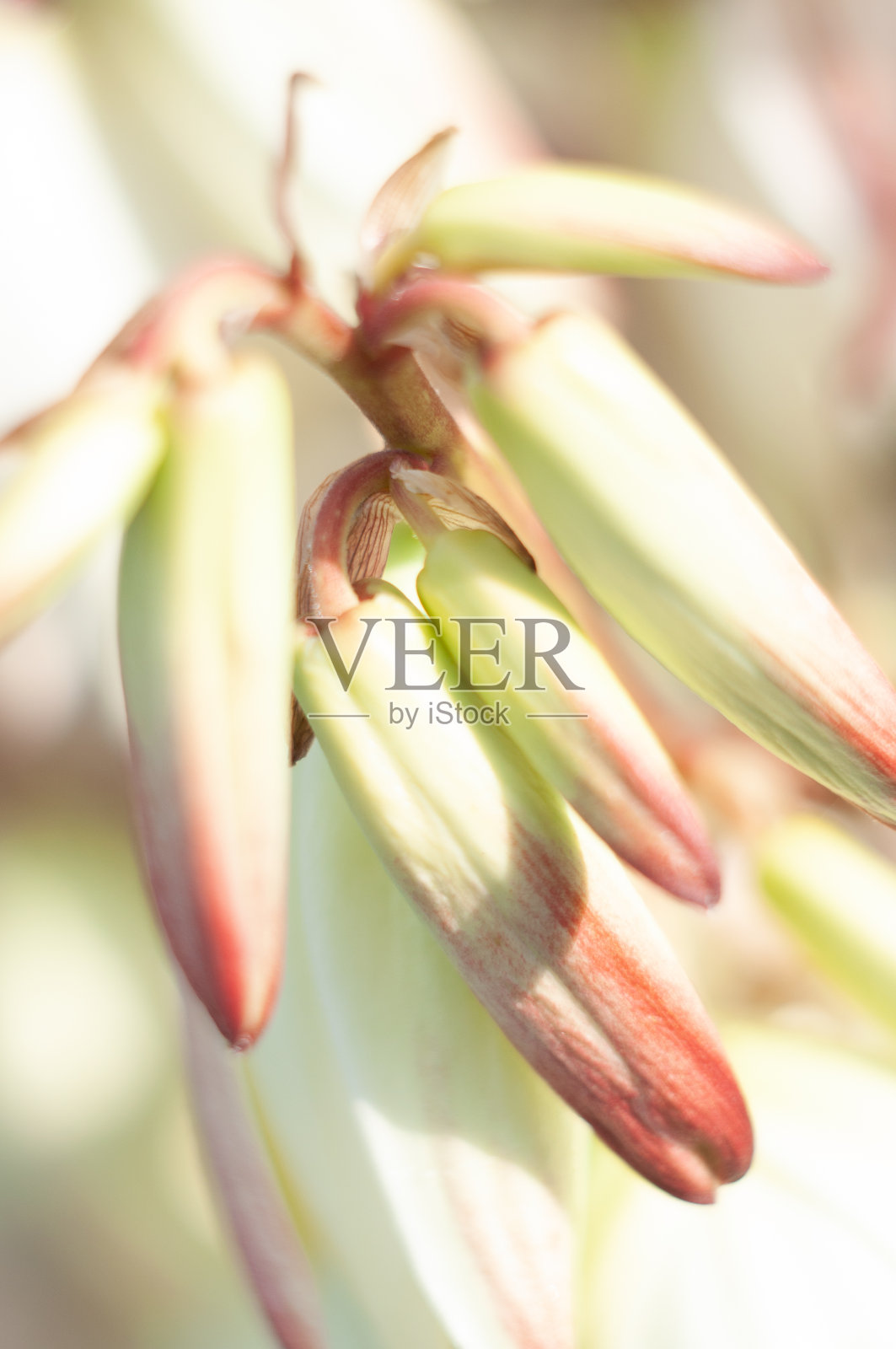 大乳白色花在花园丝兰的花序上，自然温柔美丽，中性，花的背景。照片摄影图片