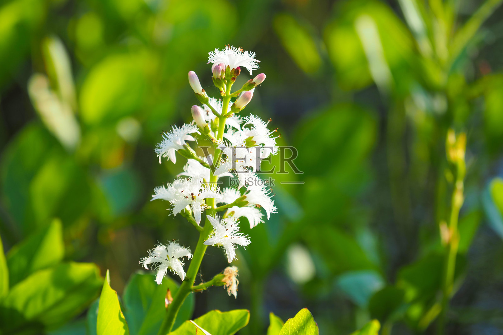 沼泽豆或灯心草在花，阳光。盛开的沼泽植物特写照片摄影图片