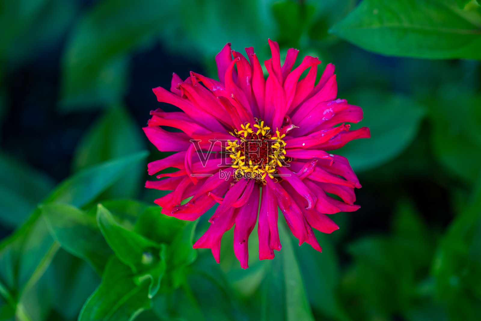 明亮的红色百日菊花在一个夏天的绿色背景微距摄影。照片摄影图片