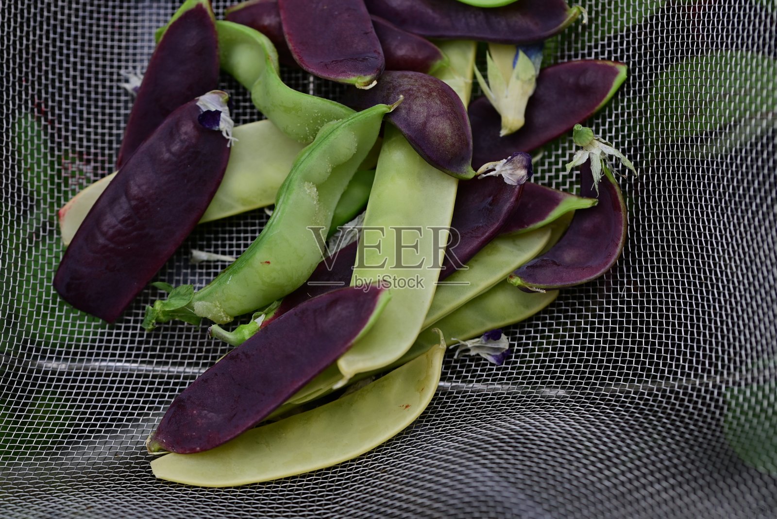 甜豌豆有三种不同的颜色照片摄影图片