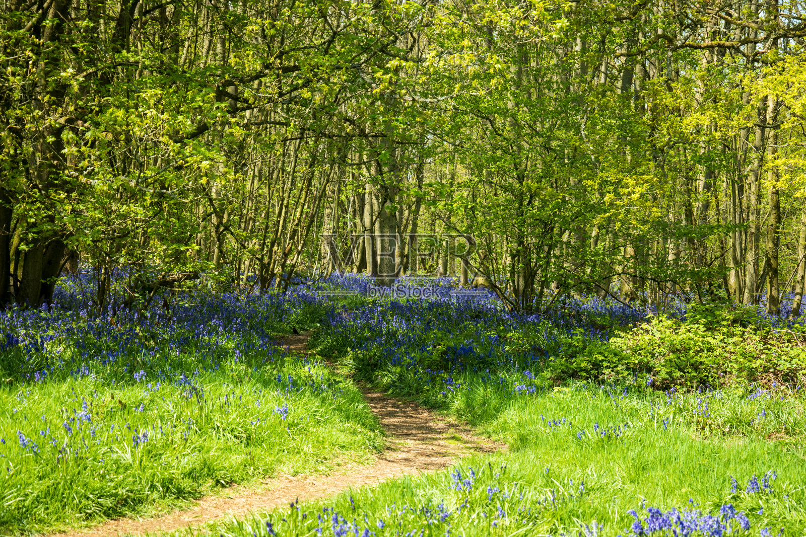英国春天美丽的蓝铃花照片摄影图片