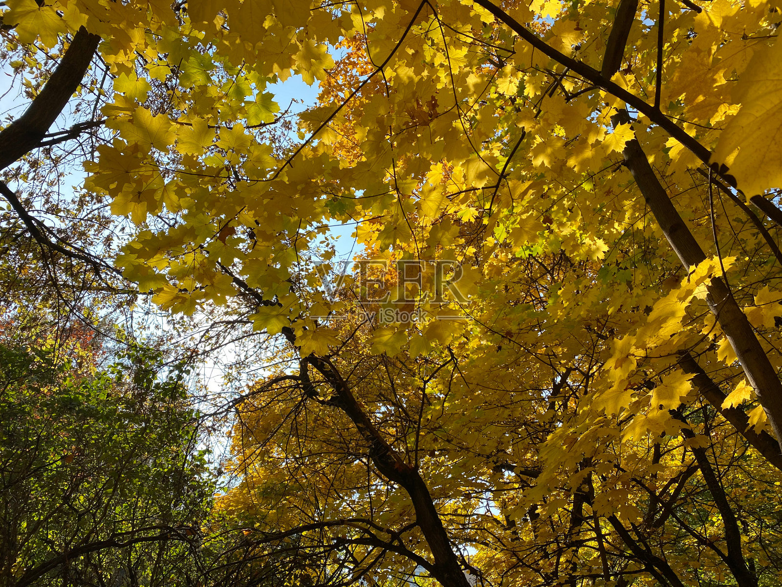 干燥晴朗的秋日，树上的枫叶泛黄照片摄影图片