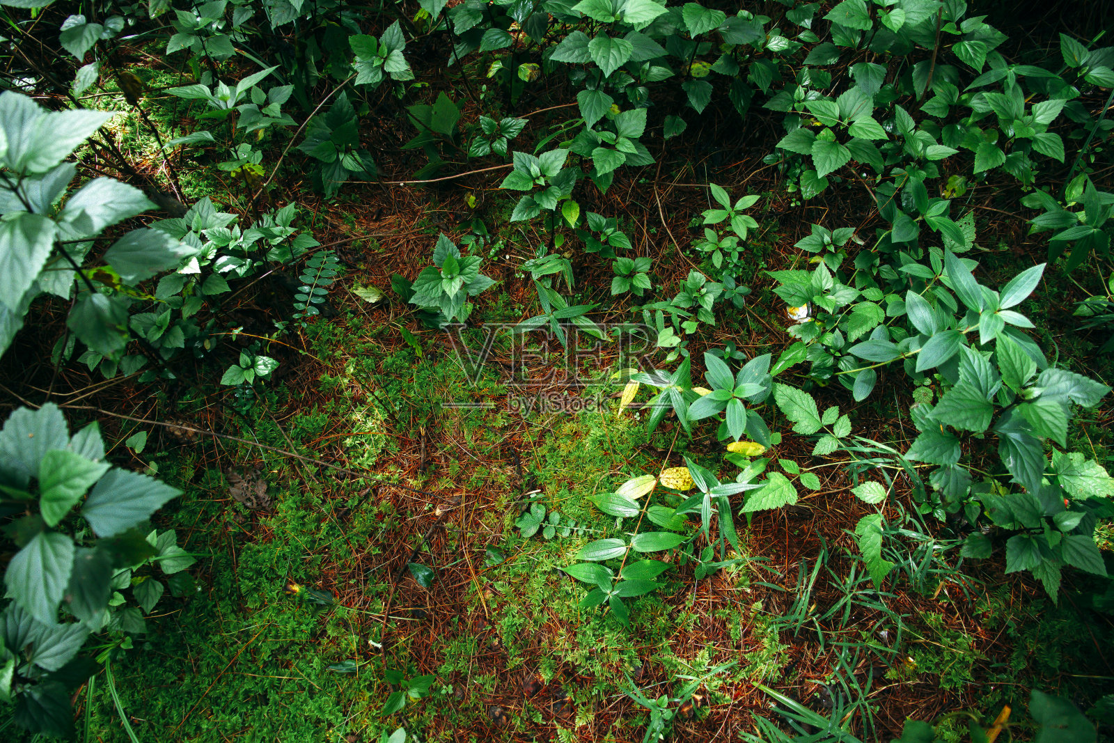 草照片摄影图片