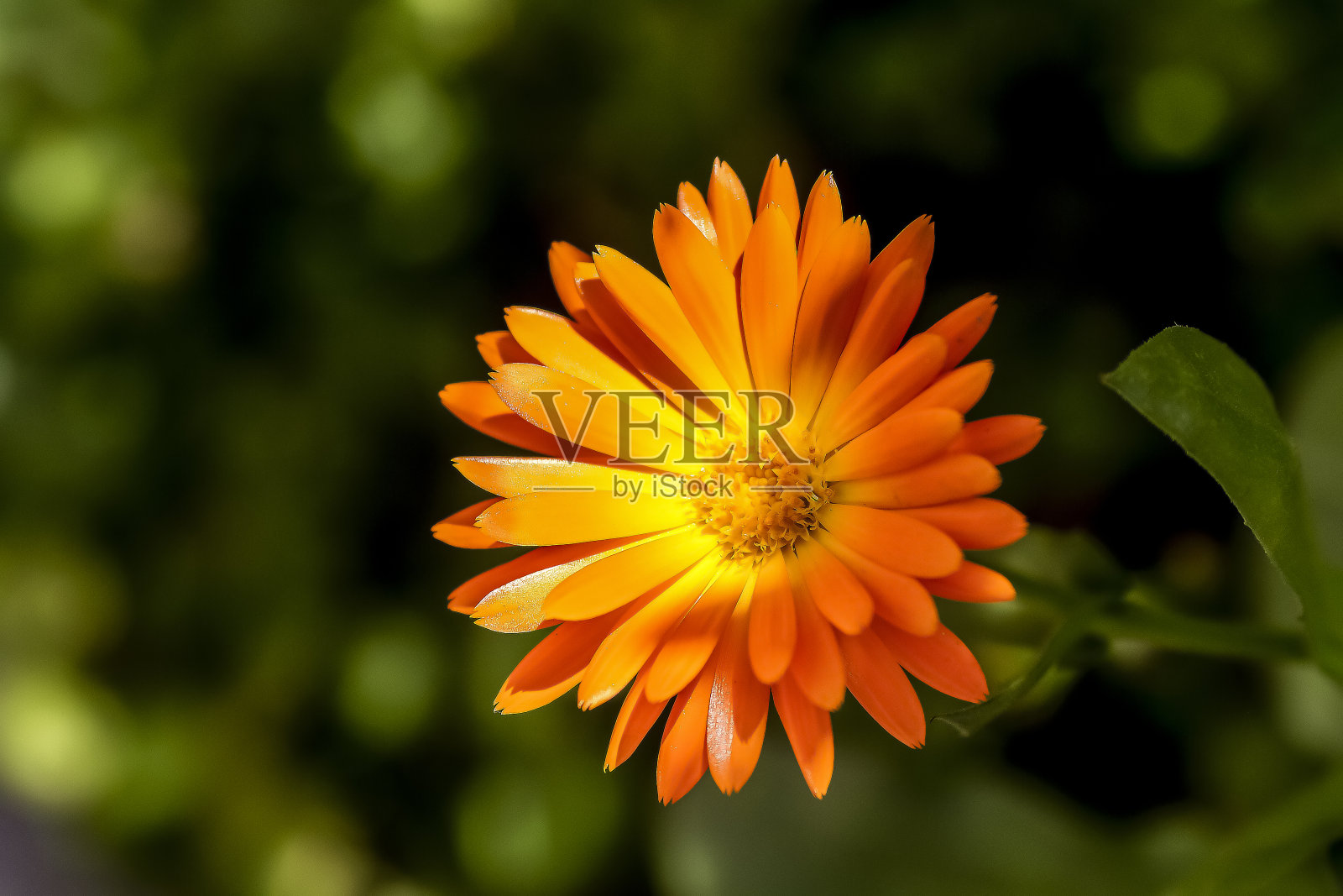 奥伦格花照片摄影图片