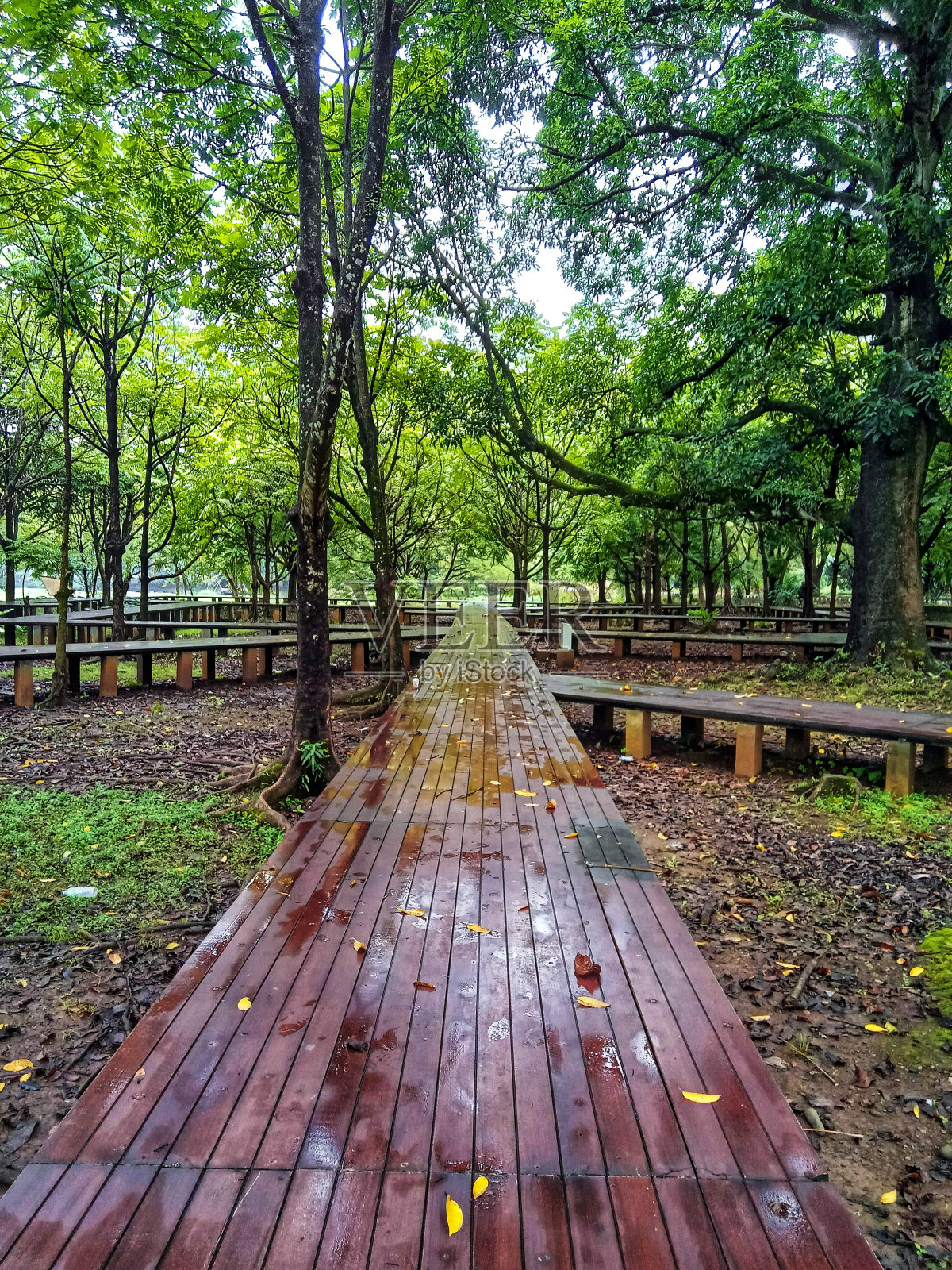 木桥和树木照片摄影图片